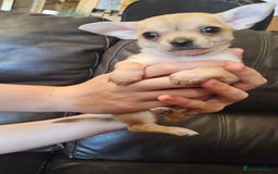 Chihuahua dogs for sale: Adorable Chihuahua Puppies - Image 3