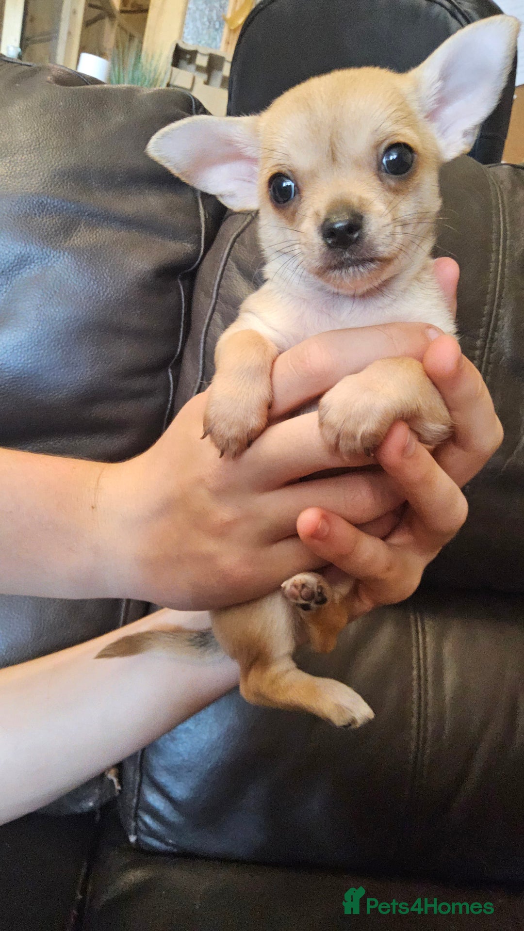 Chihuahua dogs for sale: Adorable Chihuahua Puppies - Image 3