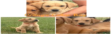 Orange Collar Boy