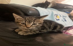 Domestic Shorthair cats for sale: Cheap Kittens for sale - Image 2