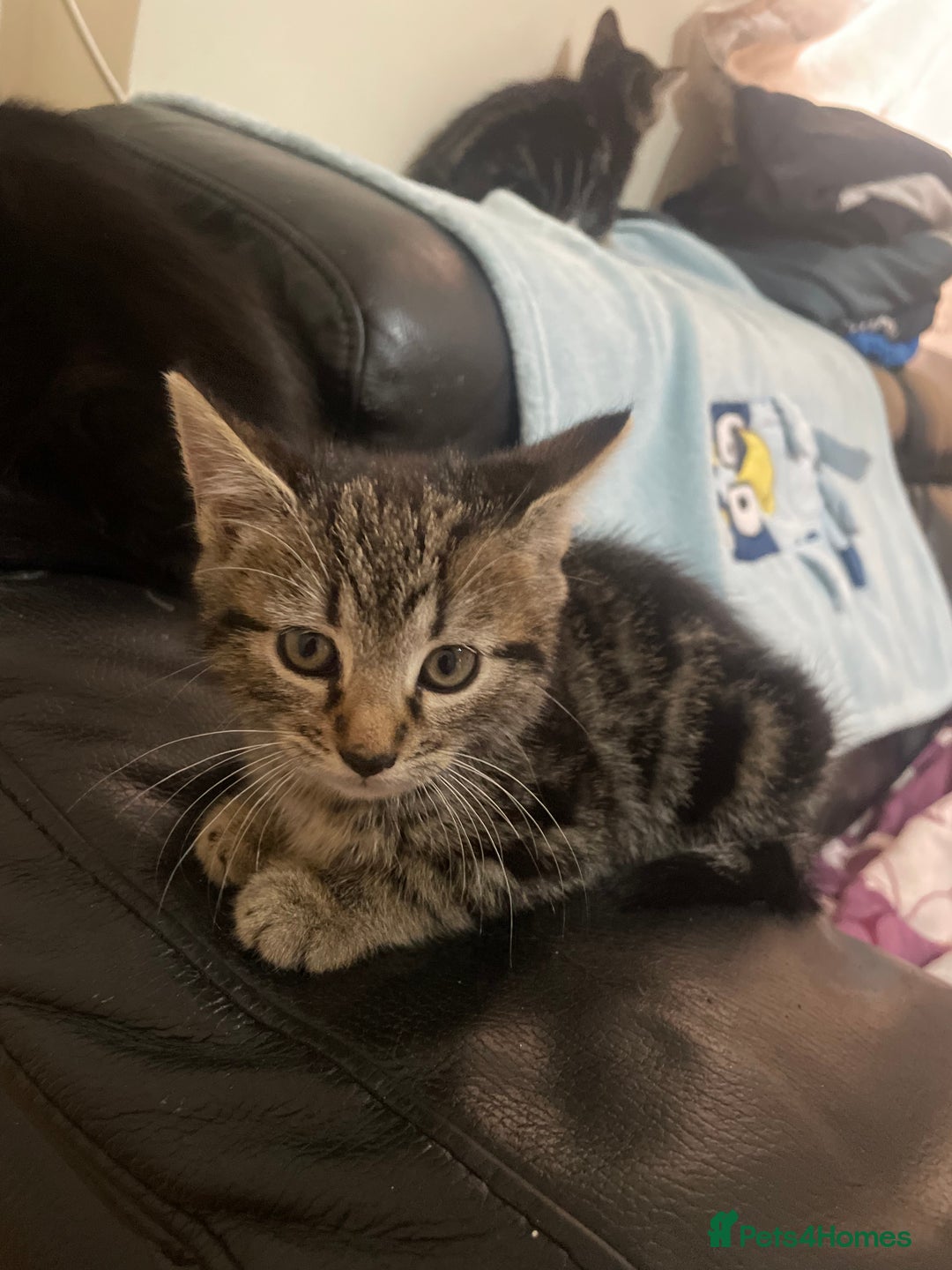 Domestic Shorthair cats for sale: Cheap Kittens for sale - Image 2