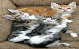 Mixed Breed cats for sale: BEAUTIFUL KITTENS - Image 12