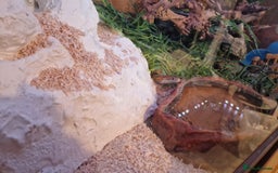 Corn Snake reptiles for sale: 6 year old corn snake & home & accessories  - Image 5