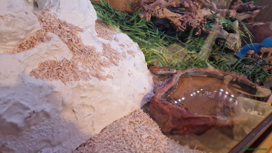 Corn Snake reptiles for sale: 6 year old corn snake & home & accessories  - Image 5