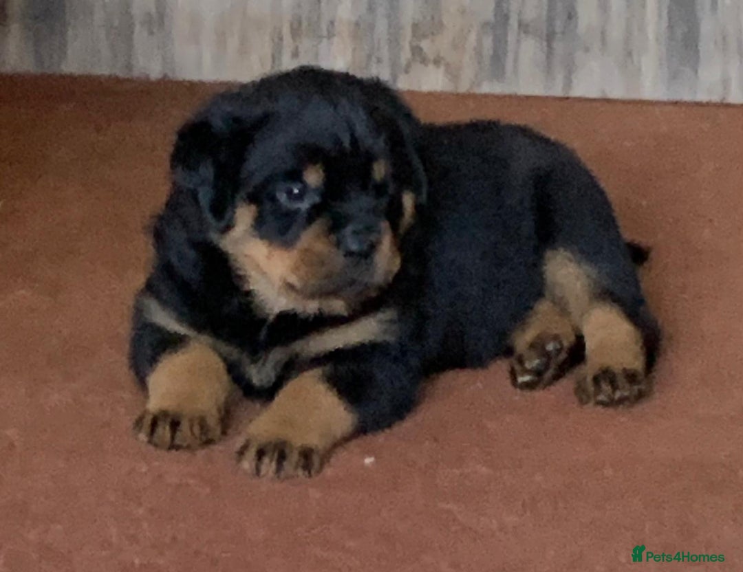 Rottweiler dogs for sale: Proper big old fashioned Rottie  pups ready now  - Advert 18