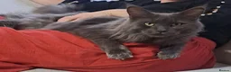 Maine Coon cats for sale: Maine Coon Kittens 1 Male 2 Females  - Advert 11