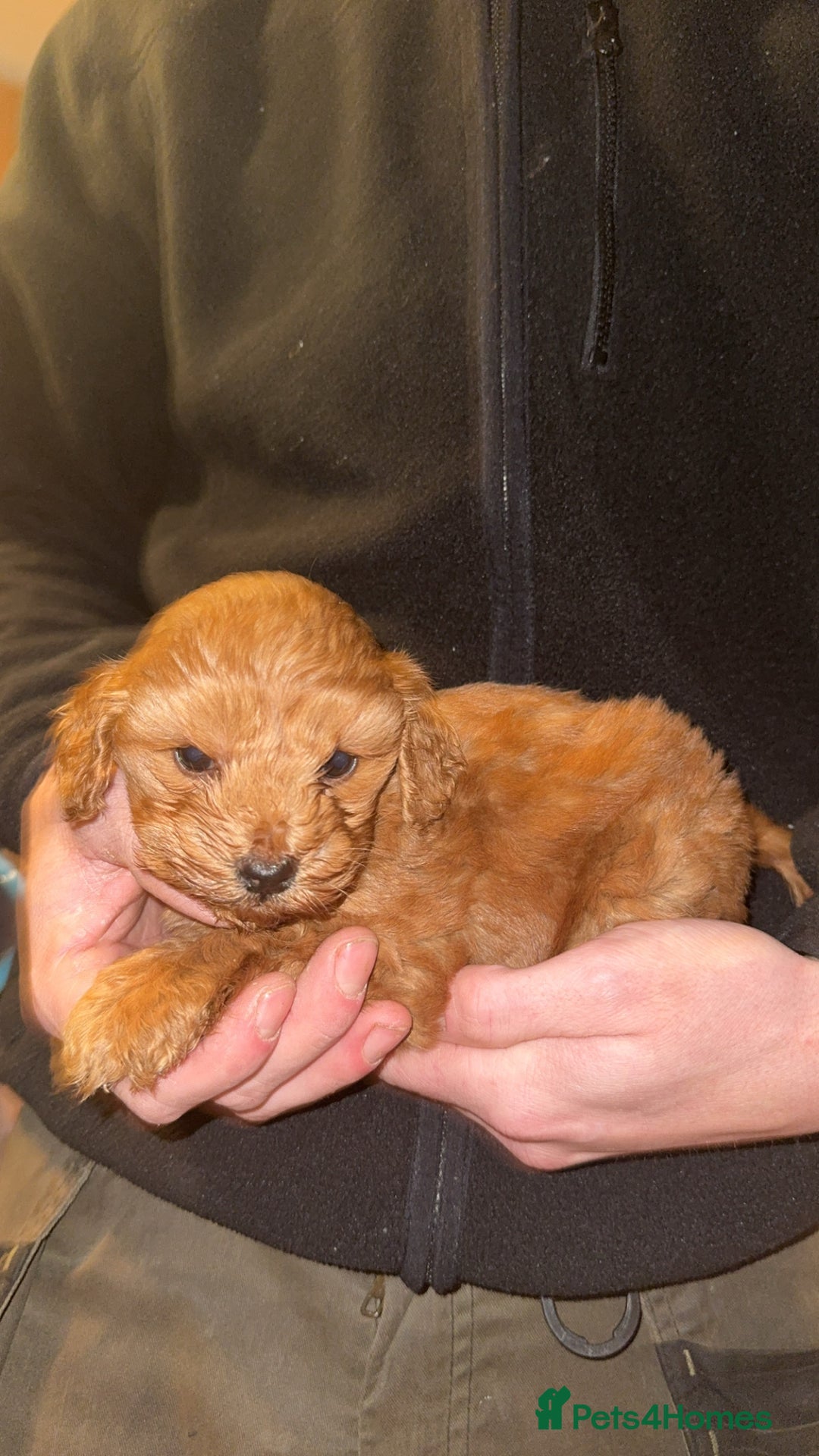 Cockapoo dogs for sale: Beautiful cockapoo puppy  - Advert 2