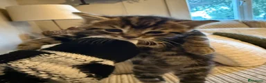 Mixed Breed Kitten 1