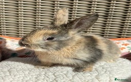 Mixed Breed rabbits for sale: Baby Bunnies - Image 6