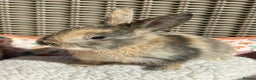 Mixed Breed rabbits for sale: Baby Bunnies - Advert 6