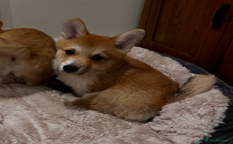 Welsh Corgi Pembroke dogs - Advert 3