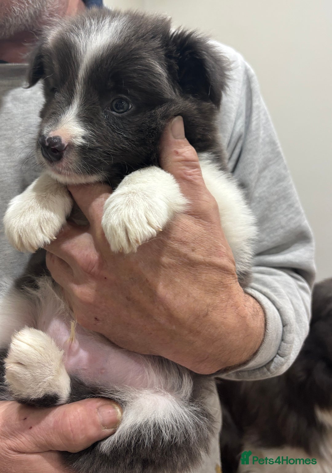 Border Collie dogs for sale:  One Blue & White Boy Available - Advert 4