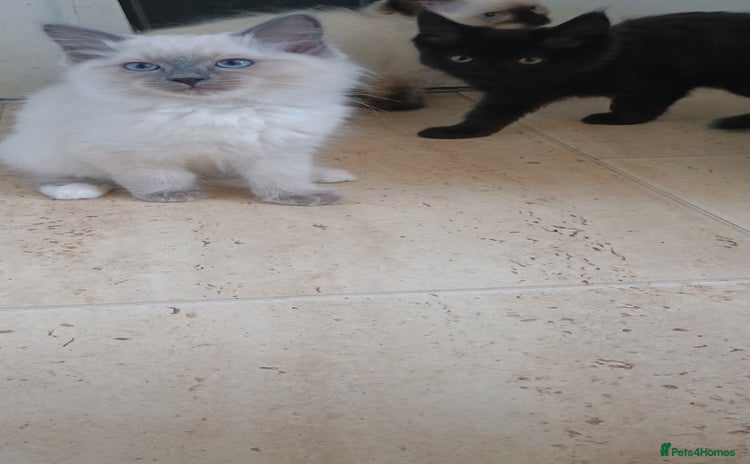 Ragdoll cats - Advert 3