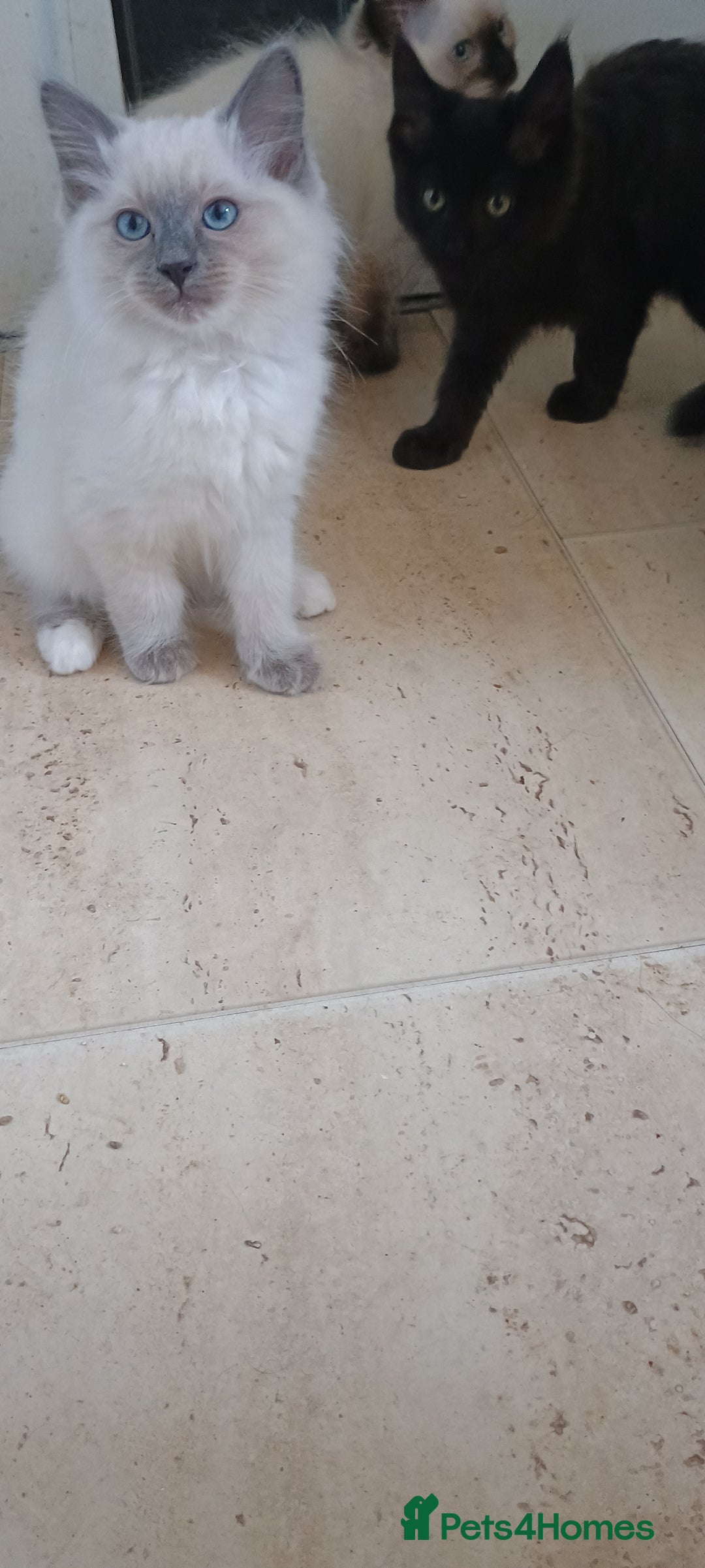 Ragdoll cats for sale: Ragdoll kitten for sale - Image 1
