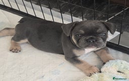 French Bulldog dogs for sale: One adorable female 🩷 French Bulldog Puppy  - Image 3