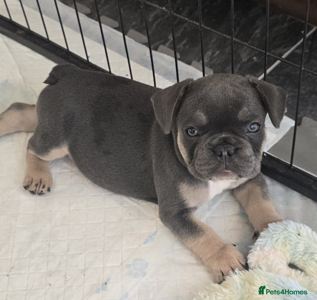 French Bulldog dogs for sale: One adorable female 🩷 French Bulldog Puppy  - Image 3