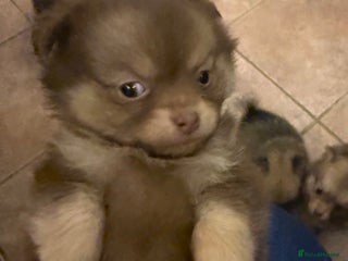 Pomchi dogs 💙 2 longhair Boys Left 💙 💗 1 girl available 💗 - Advert 1