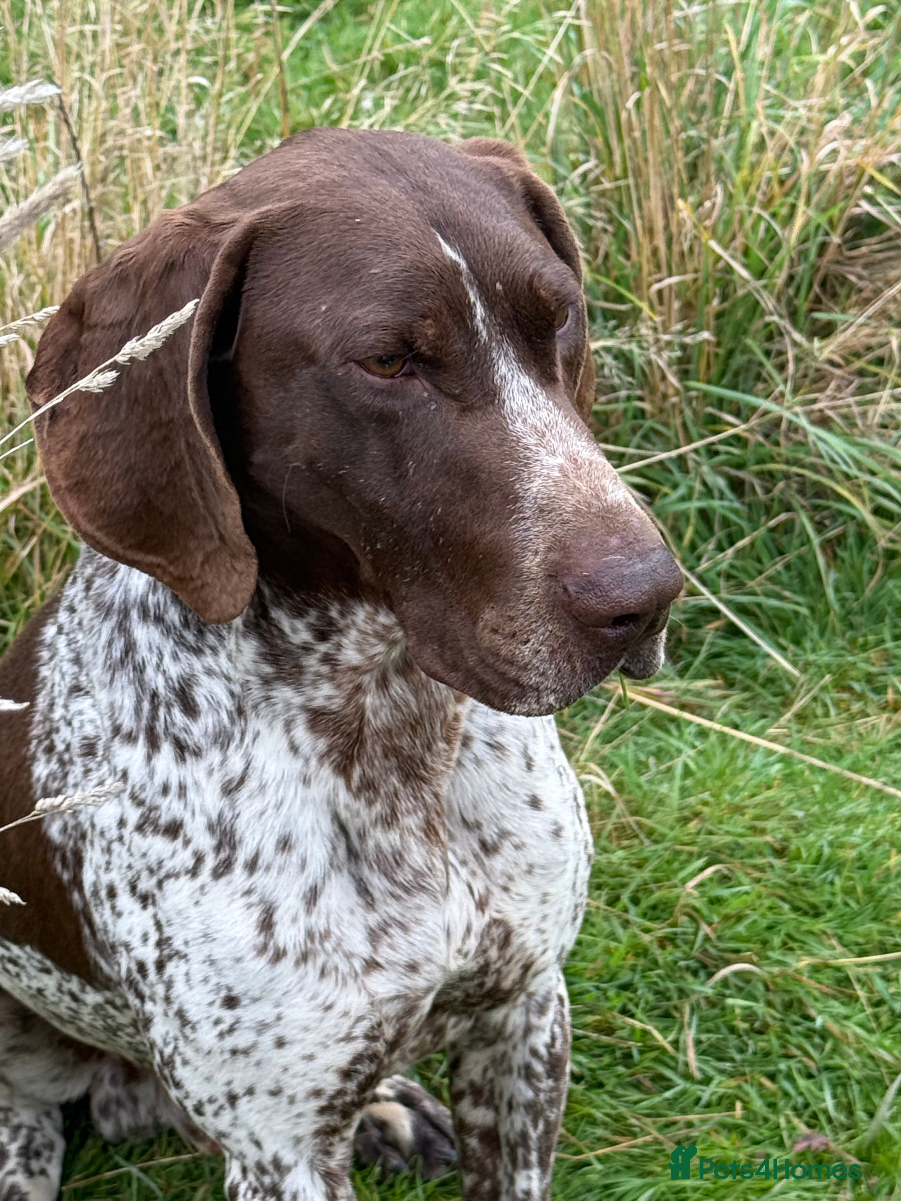 German Shorthaired Pointer dogs Frank the German Shorthaired Pointer stud in Pickering - Advert 6