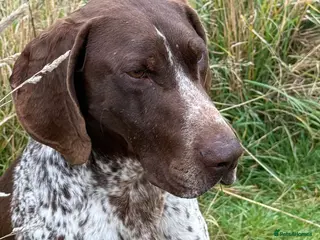 German Shorthaired Pointer dogs Frank the German Shorthaired Pointer stud in Pickering - Advert 2