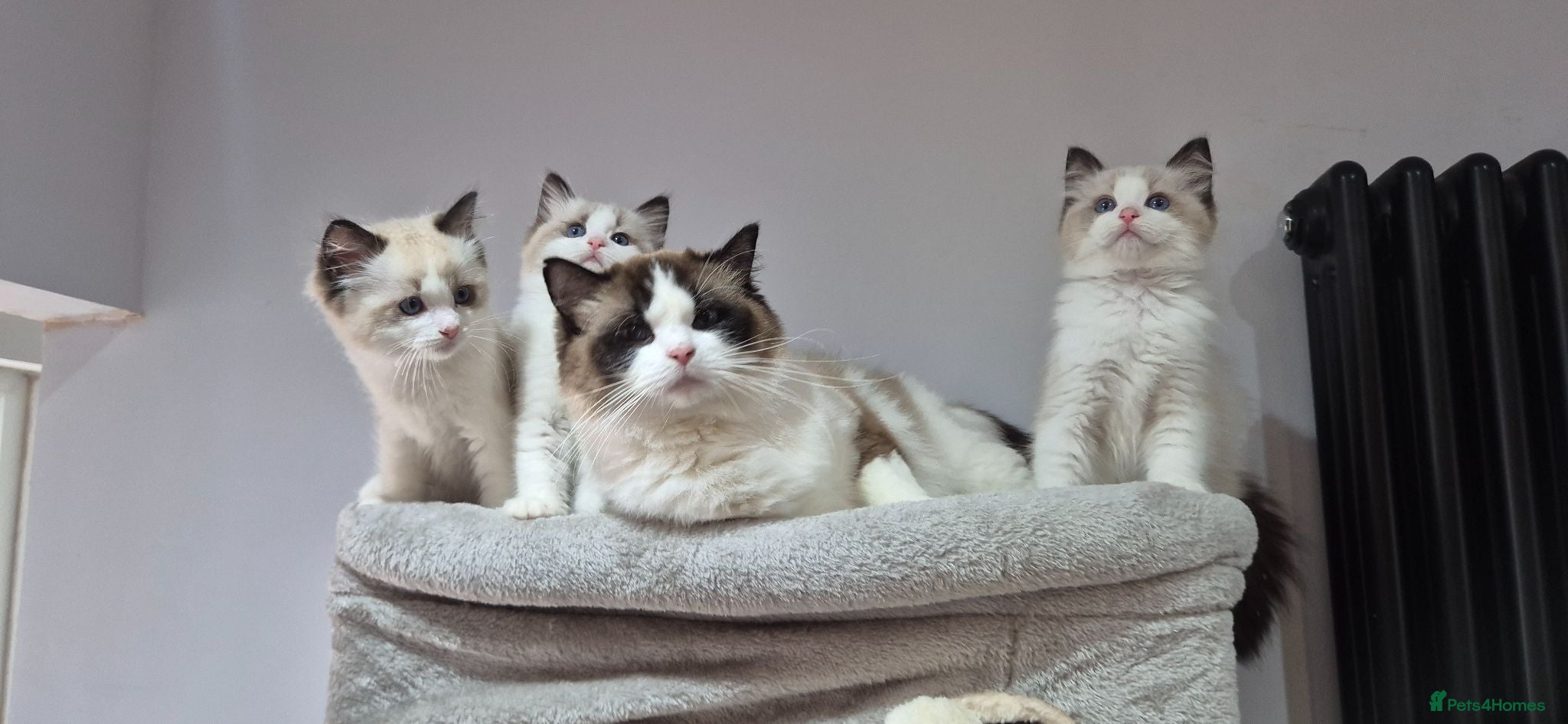 Ragdoll cats 3 TICA Registered Males for Sale - Advert 1