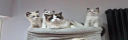 Ragdoll cats for sale: 3 TICA Registered Males for Sale - Advert 1