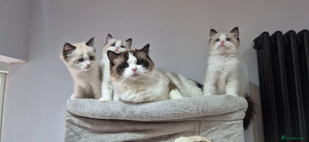 Ragdoll cats for sale: 3 TICA Registered Males for Sale - Advert 1