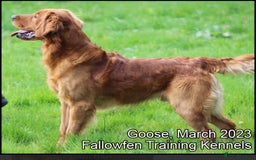 Golden Retriever dogs for sale: Incredible KC registered Field Golden retrievers  - Image 2