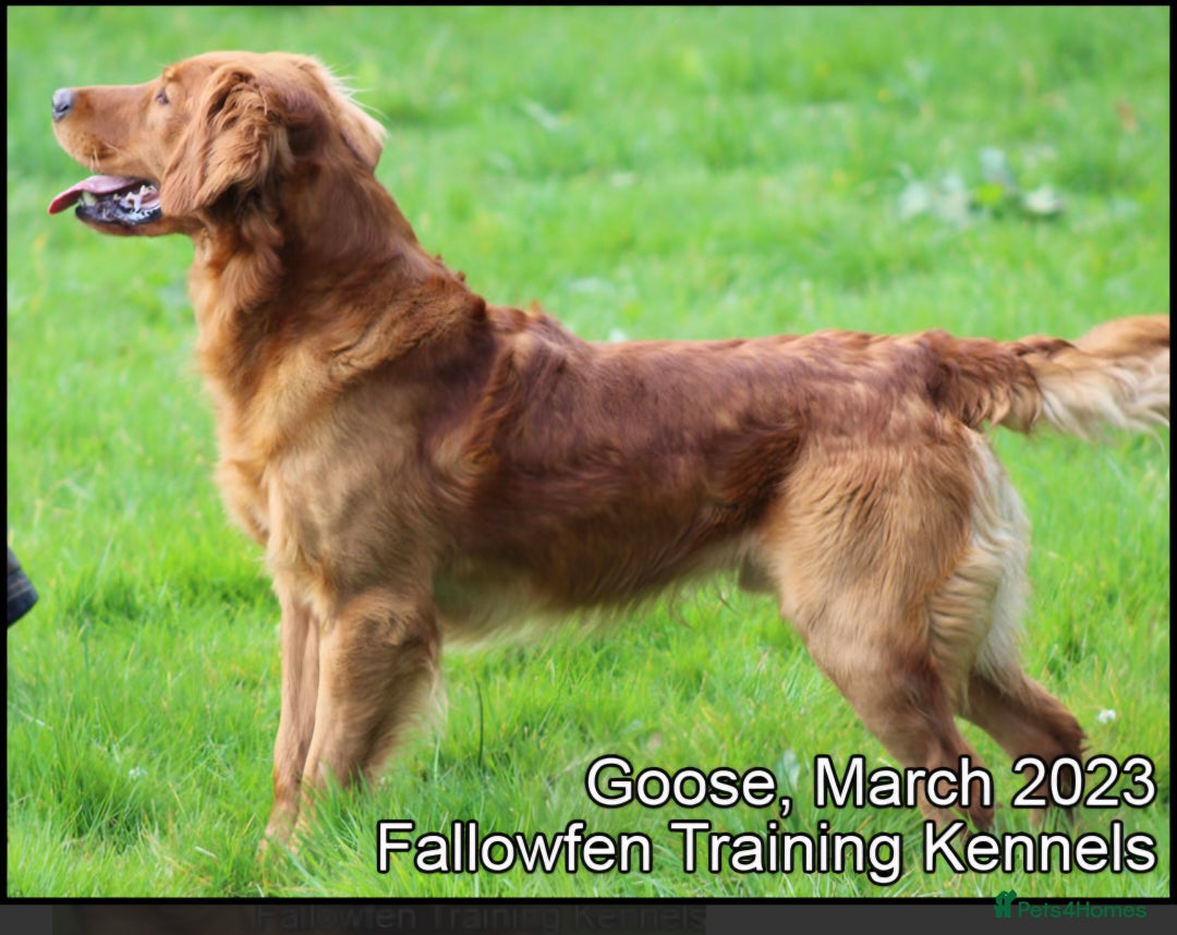 Golden Retriever dogs for sale: Incredible KC registered Field Golden retrievers  - Image 2