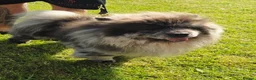 Chow Chow dogs for stud: Proven Merle Boy Stud in Rochester - Advert 4