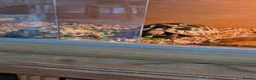 Hermann Tortoise reptiles for sale: Horsefield turtoise in Exmouth - Advert 1