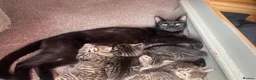 Mixed Breed cats for sale: Kittens - Advert 2