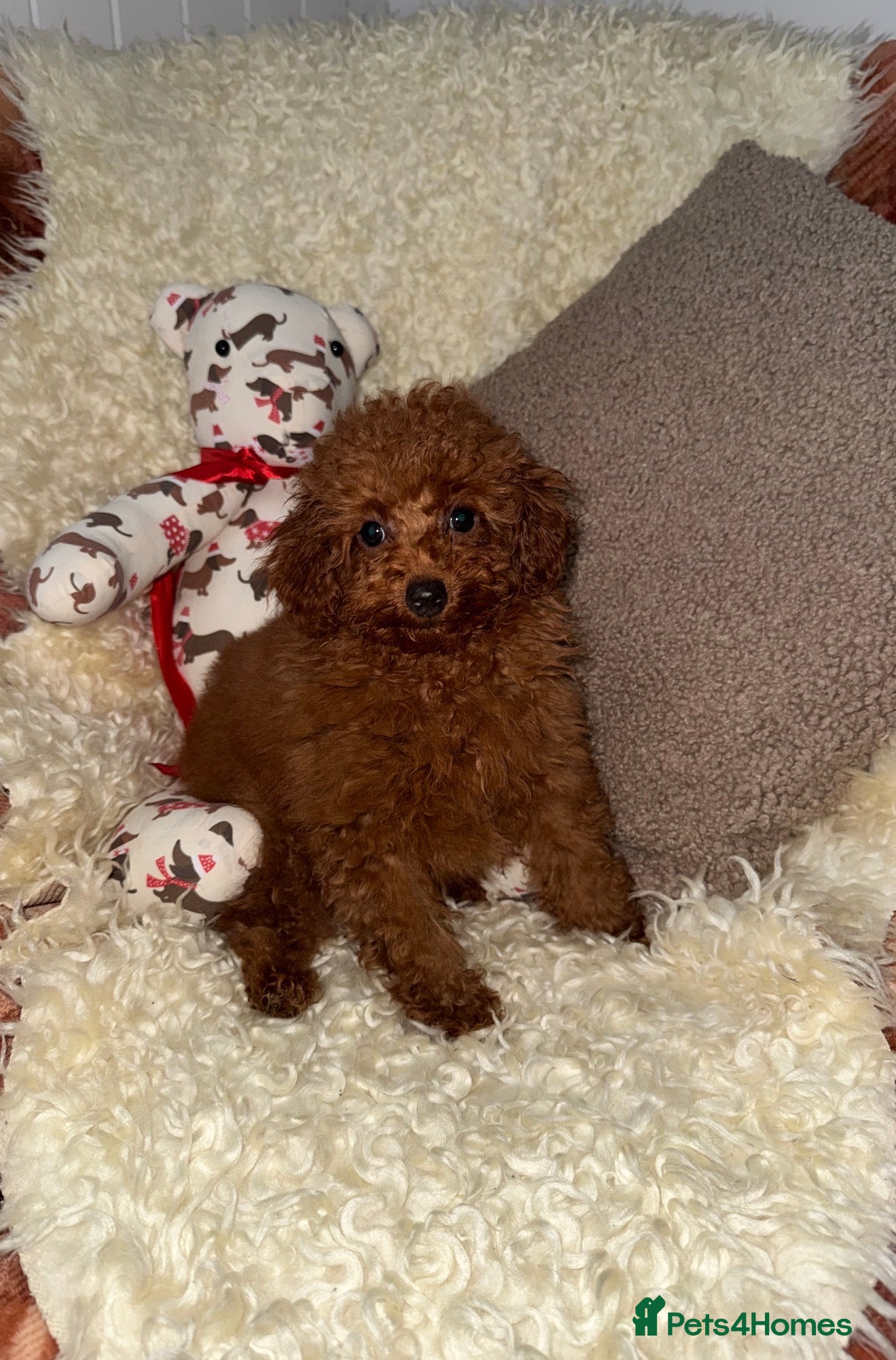 Toy Poodle dogs ❤️❤️Deep Red Petite KC Toy Poodles❤️❤️ - Advert 18