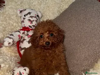 Toy Poodle dogs ❤️❤️Deep Red Petite KC Toy Poodles❤️❤️ - Advert 18