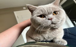 British Shorthair cats for sale: Kind Souls Fluffy Coats British Shorthair Kittens - Image 21