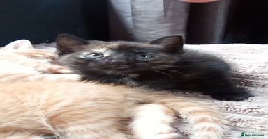 Mixed Breed cats - Advert 3