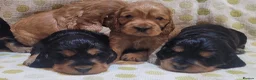 Cocker Spaniel dogs for sale: Stunning Show-Type Cocker Spaniel  - Advert 9