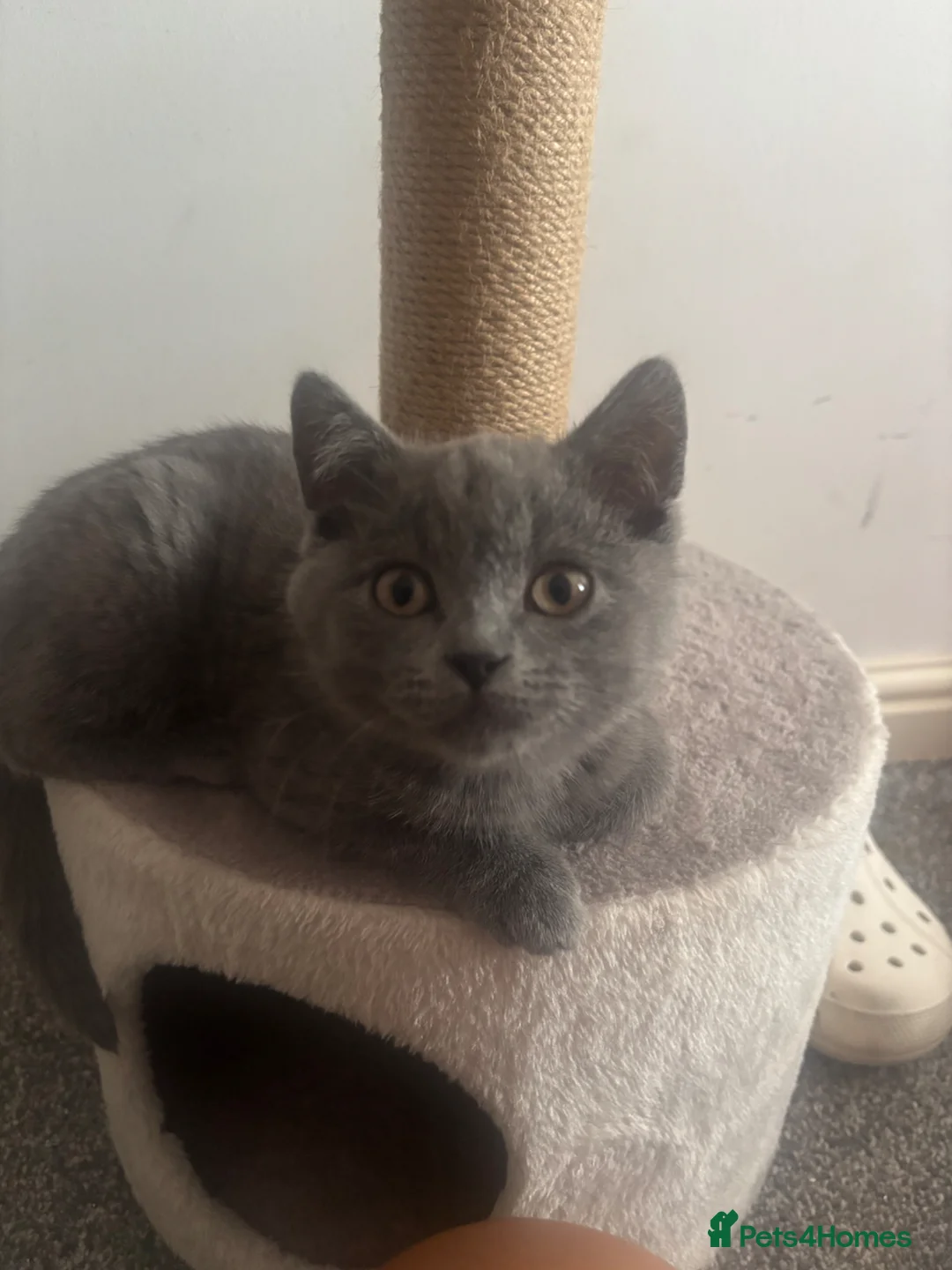 British Shorthair cats for sale: British Shorthair Male Kitten for Sale 🐾 - Advert 1