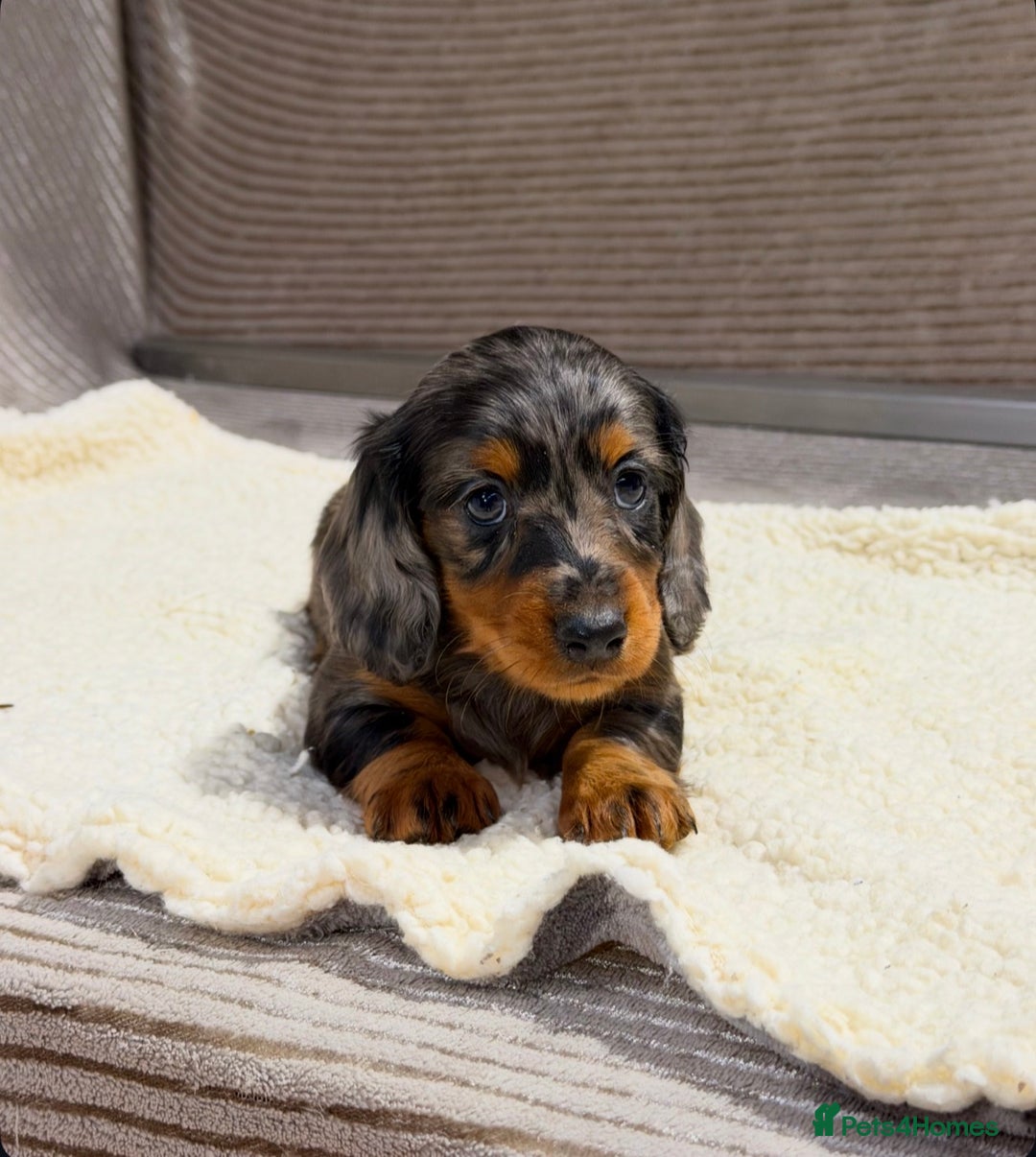 Miniature Dachshund dogs for sale: STUNNING LONG HAIRED KC MINI DACHSHUND PUPPIES - Advert 16