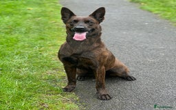 Belgian Shepherd Dog dogs for sale: Litter  - Image 34