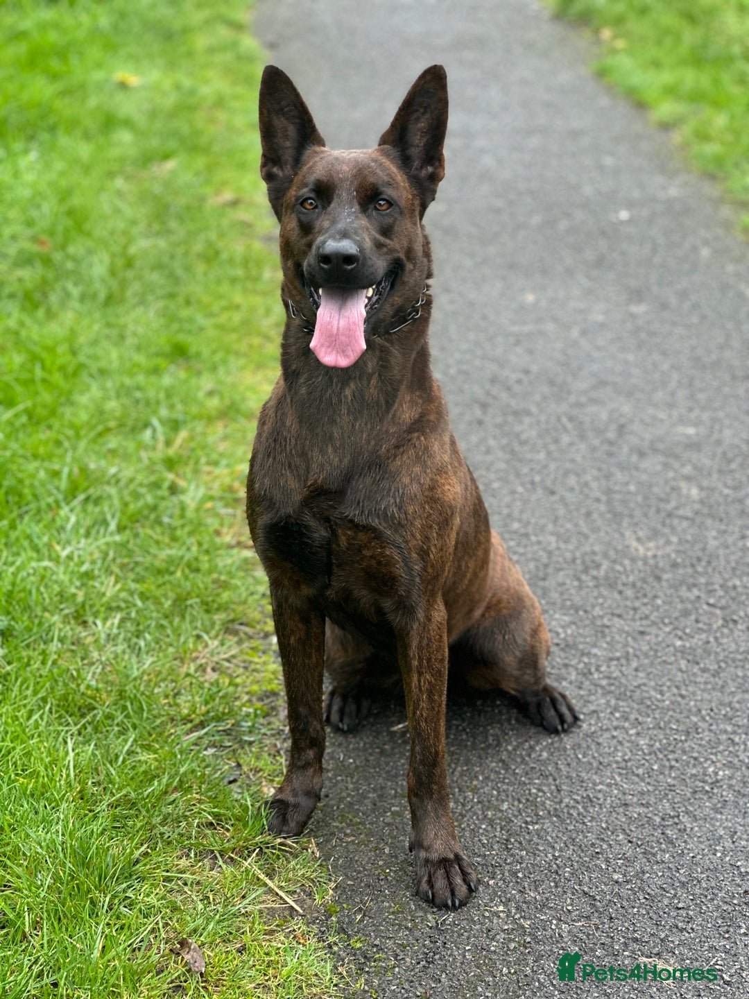 Belgian Shepherd Dog dogs for sale: Litter  - Image 34