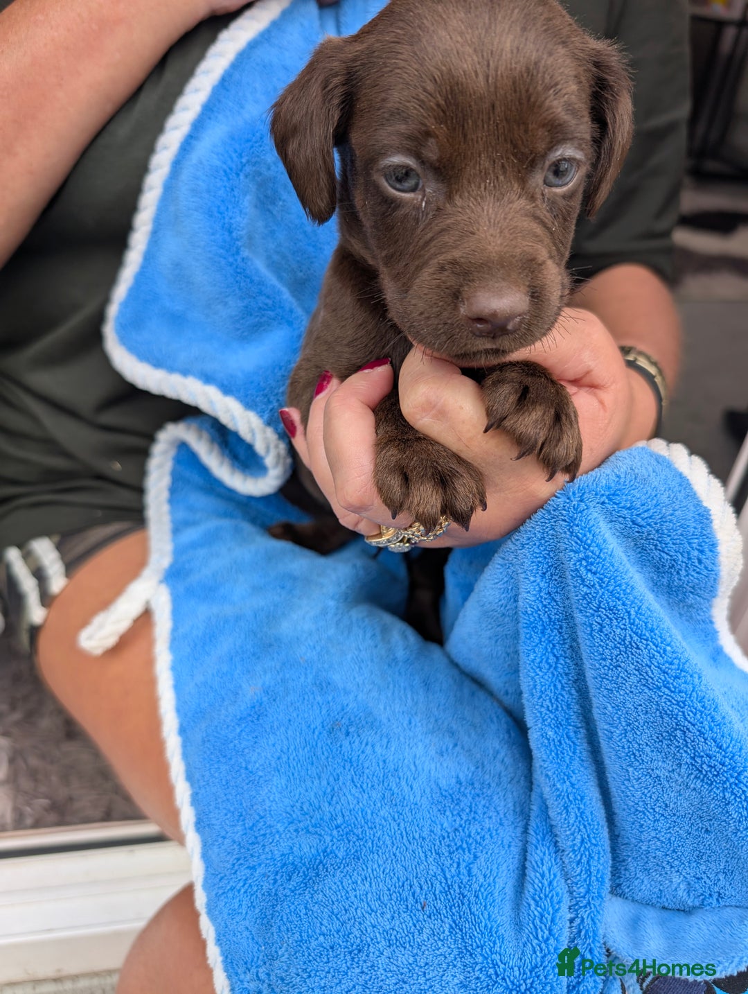Mixed Breed dogs for sale: Small Jack Russell X Cocker Spaniel Puppies  - Image 1