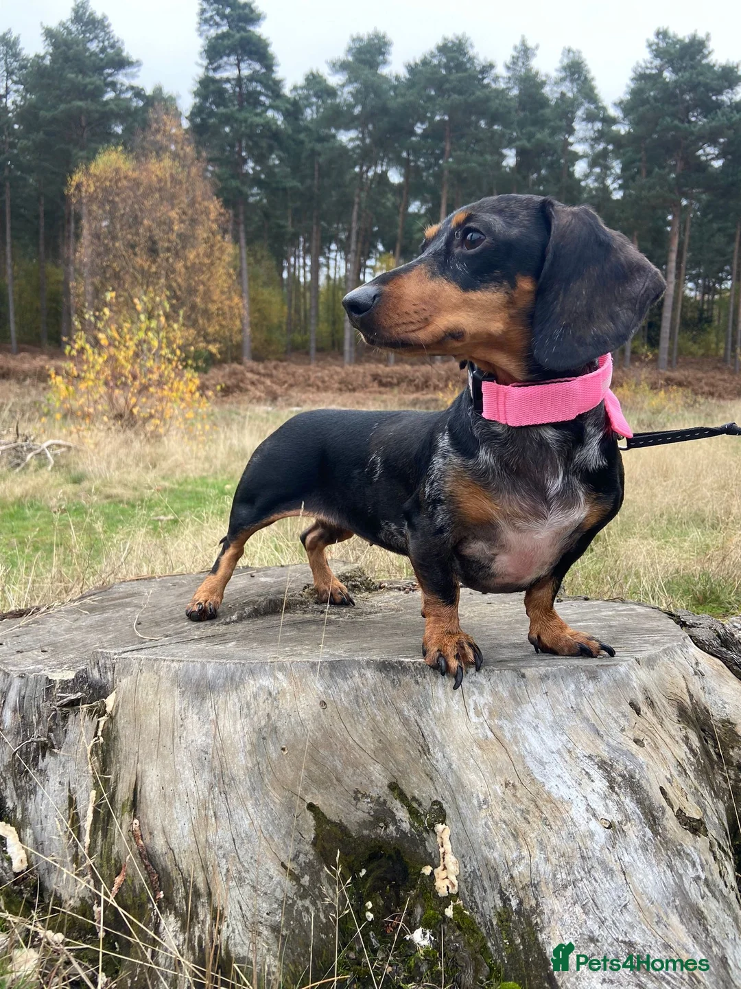 Miniature Dachshund dogs for sale: Miniature dachshund - Advert 5