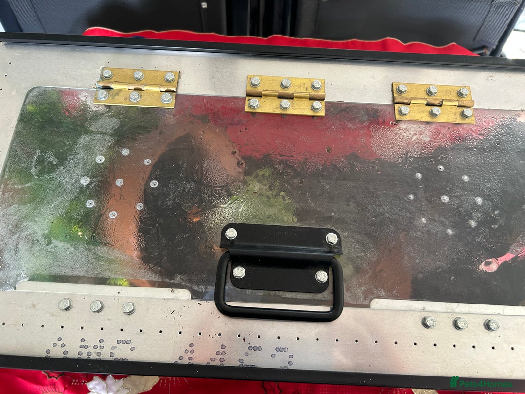 Mixed Breed reptiles for sale: African Land Snails  - Advert 2