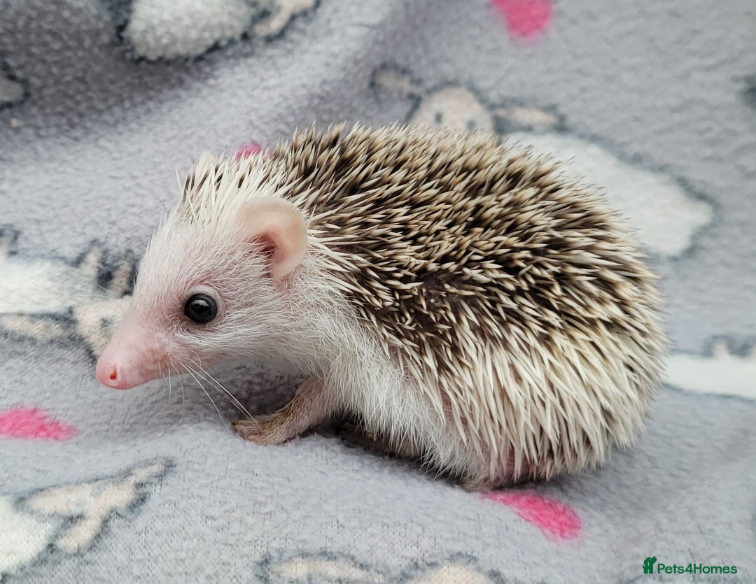 Pygmy Hedgehog rodents for sale: African Pygmy Hedgehog Hoglets  - Advert 8