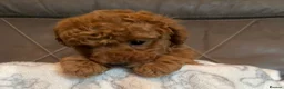 Toy Poodle dogs for sale: Stunning Toy Poodle Boy – Fully Vaccinated - Advert 7