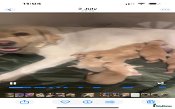 Labrador Retriever dogs for sale: My lovely Labrador puppies - Image 39