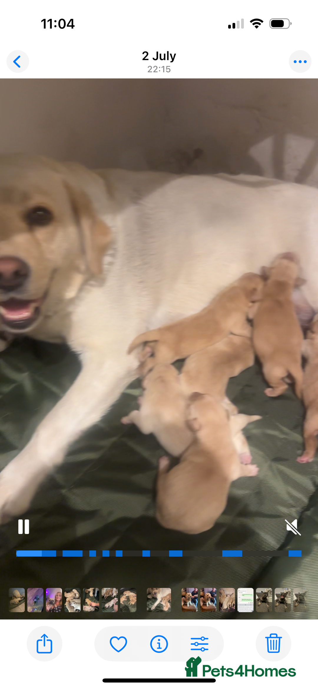 Labrador Retriever dogs for sale: My lovely Labrador puppies - Image 39
