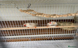 Finches birds for sale: Zebra finches with cage and accessories  - Image 1