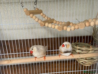Finches birds - Advert 9