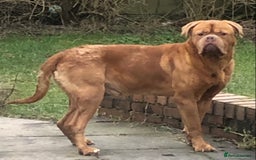 Mastiff dogs for sale: French Mastiff - Image 1